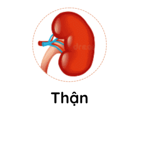 Thận